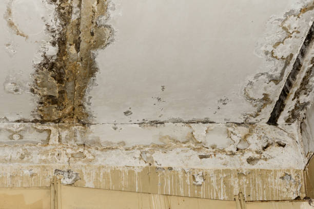 Best Mold Remediation for Rental Properties  in USA